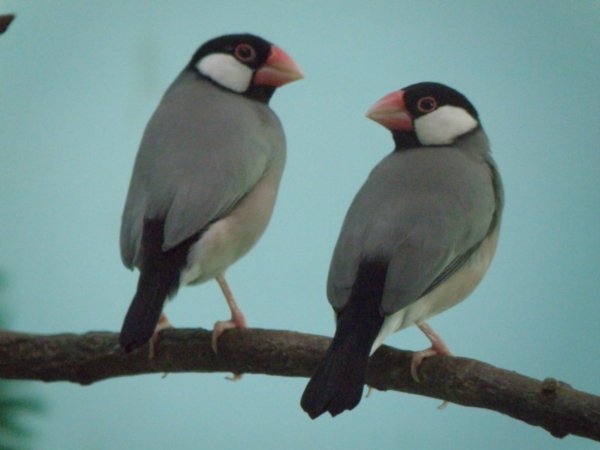 Java sparrows