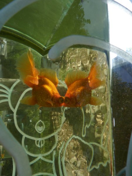 Goldfish and reflection