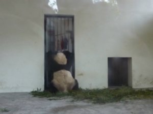 Giant Panda