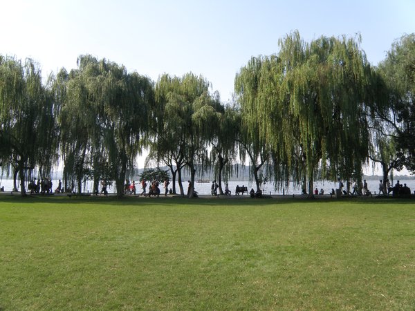 Willow trees along West Lake
