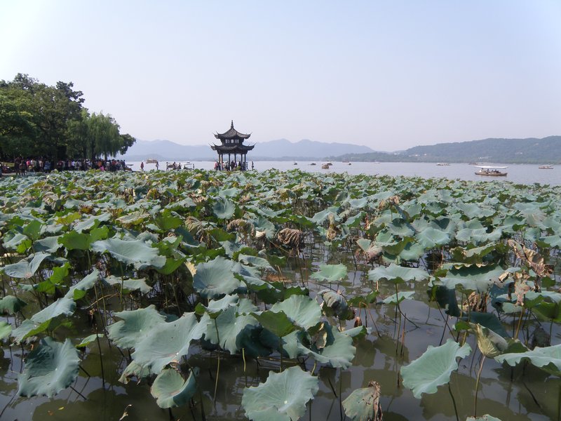 Lotus and West Lake