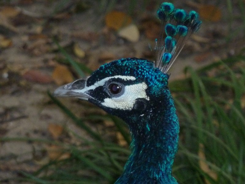 Peacock