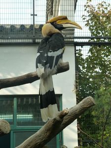 Great Pied Hornbill