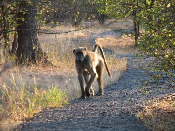 baboon in the park