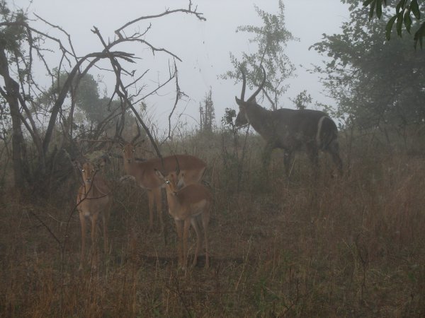 water buck and impala