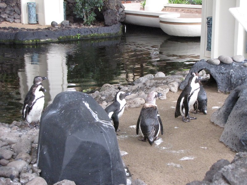 penguins at the hyatt