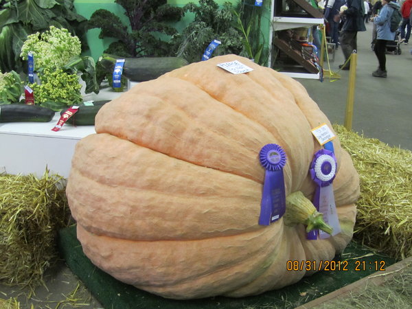 Pumpkin at State Fair