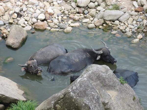Bathing buffalos