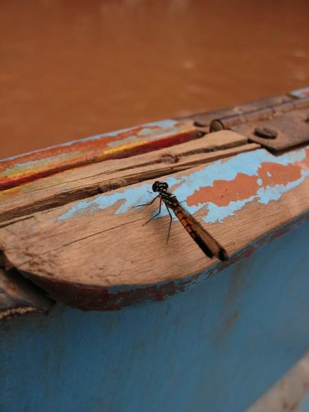 an insect on the boat