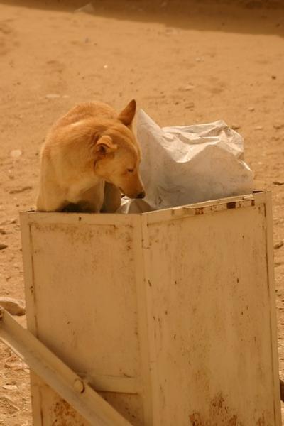 Dog digging in garbage can