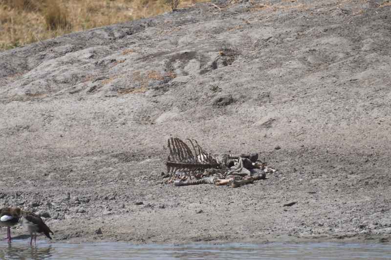 Remains of zebra kill