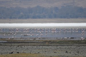 Far away flamingos