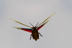 4 inch bug flying around us as we watched the rhino 
