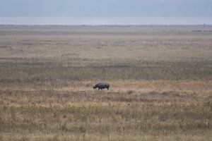 Yep that's it.  That's the only rhino we saw.  