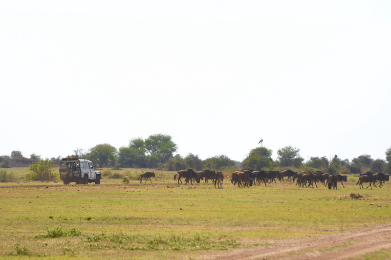 Chasing the wildebeest from the runway