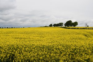 Beautiful fields of yellow!