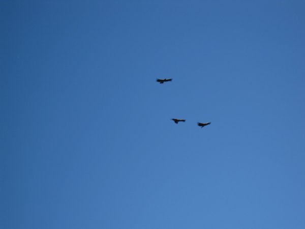 3 Condors