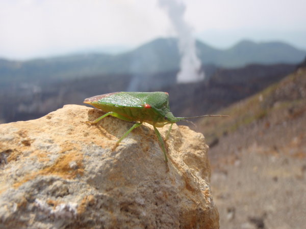 alien bug with volcano