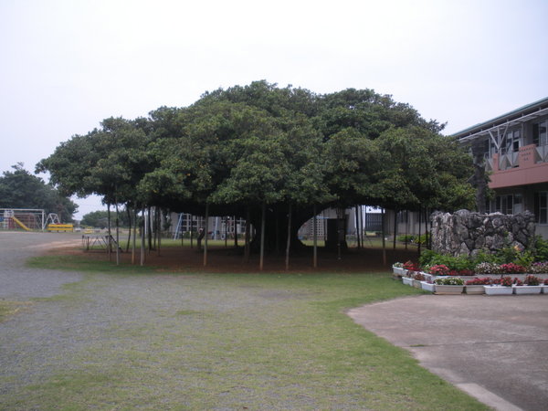 Largest Banyan Tree 