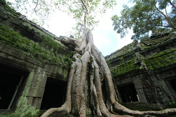 Tree+Temple=Awesome
