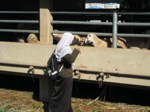 Sheep at Gadjah Mada