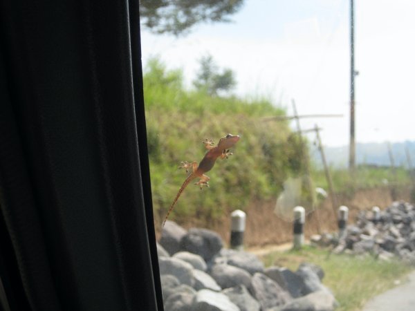 Gecko stowaway