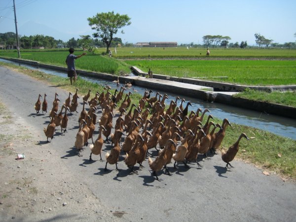 Duck herding.  