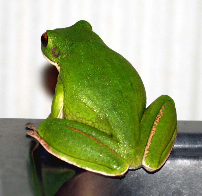 Green Tree frog in loo basin
