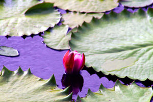 lotus lily