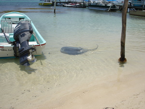Spotted Sting Ray