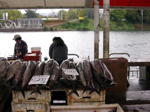 Fishmarket in Valdivia