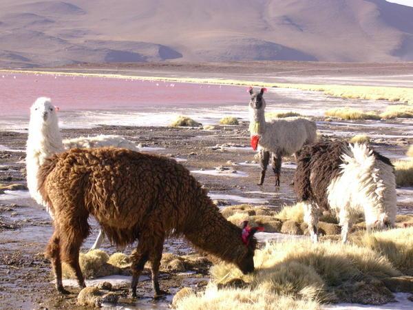 Meeting the llamas