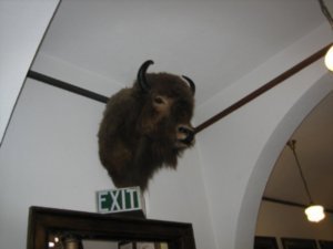 Harry, the library buffalo