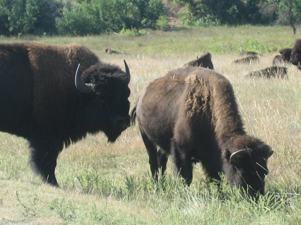 Buffalo have the right of way