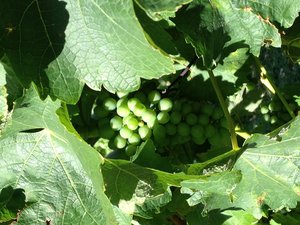 Fruit of the vine at World's End Vineyard