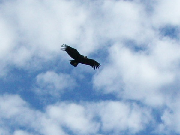 Condor flying
