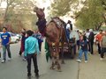 Camel pulling band