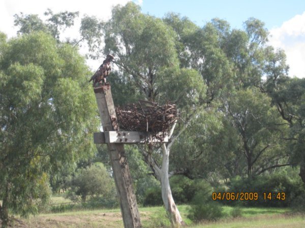 Eagles Nest statue