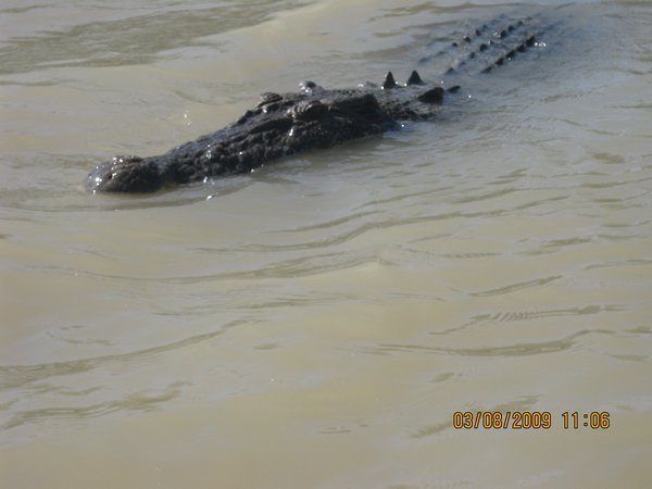 12   3-8-09   A Big Croc on the Adelaide River on the Croc Tour