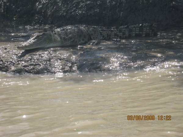 28   3-8-09   A Big Croc on the Adelaide River on the Croc Tour