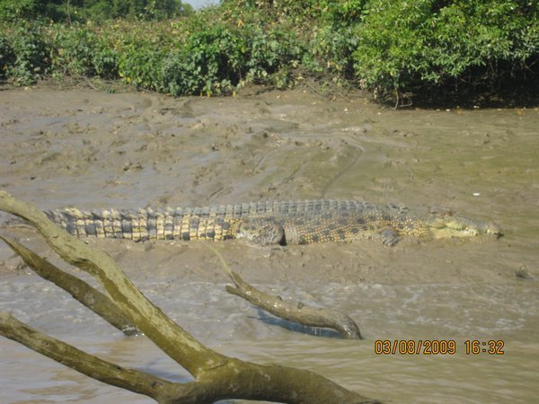54   3-8-09   A Big Croc having a mud bath on the Adelaide River on the Croc Tour