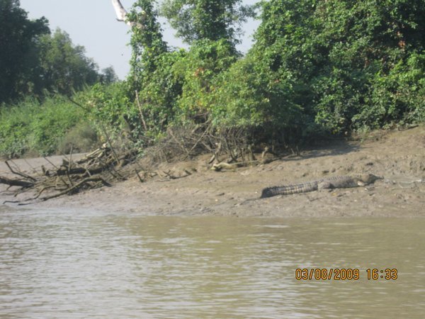 57   3-8-09   A Big Croc having a mud bath on the Adelaide River on the Croc Tour