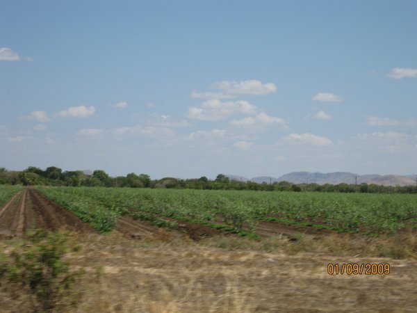 3    1-9-09  The Kununura Irrigated Crops