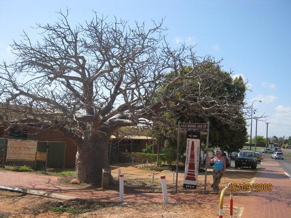 68   16-9-09  The Original Boab Tree planted in 1897 at Broome