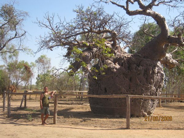 5  21-9-09   Boab Prison tree 1500 years old.  Derby