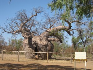1  21-9-09   Boab Prison tree 1500 years old.  Derby