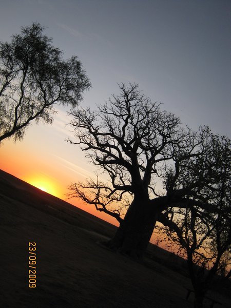 40   23-9-09     The Boab Trees at sunset Derby