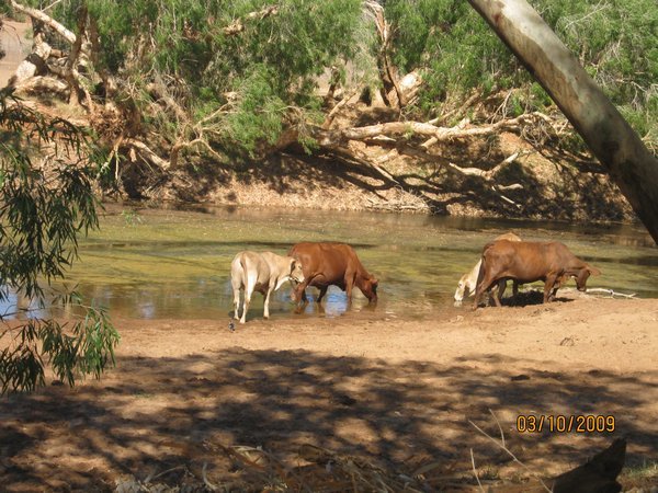 23     3-10-09   The Cattle having a drink on the De Grey River
