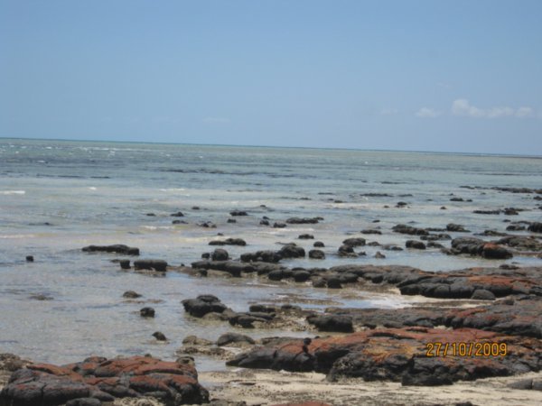 24  27-10-09    The Stromatolites at Hamelin Pool