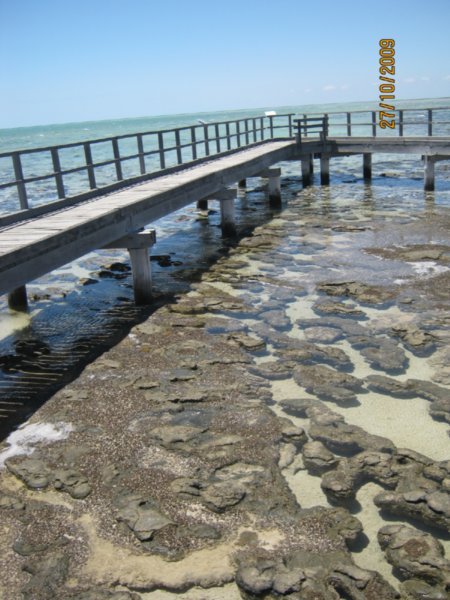 35  27-10-09    The Stromatolites at Hamelin Pool